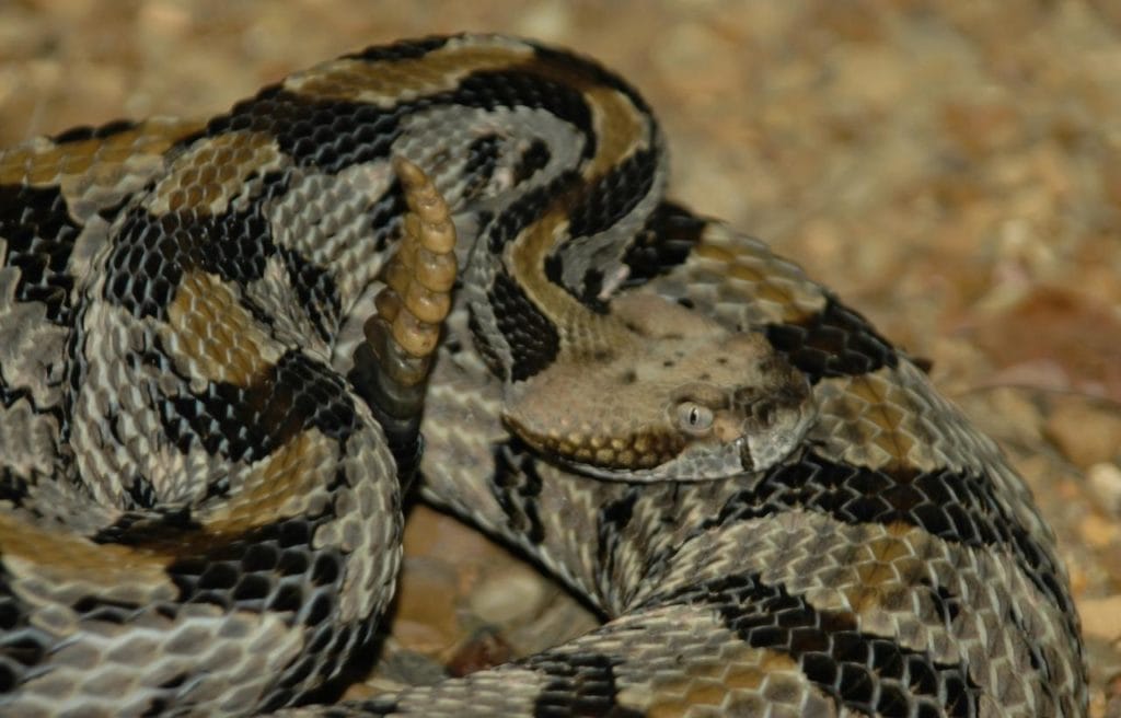 coiled timber rattlesnake showing its tail