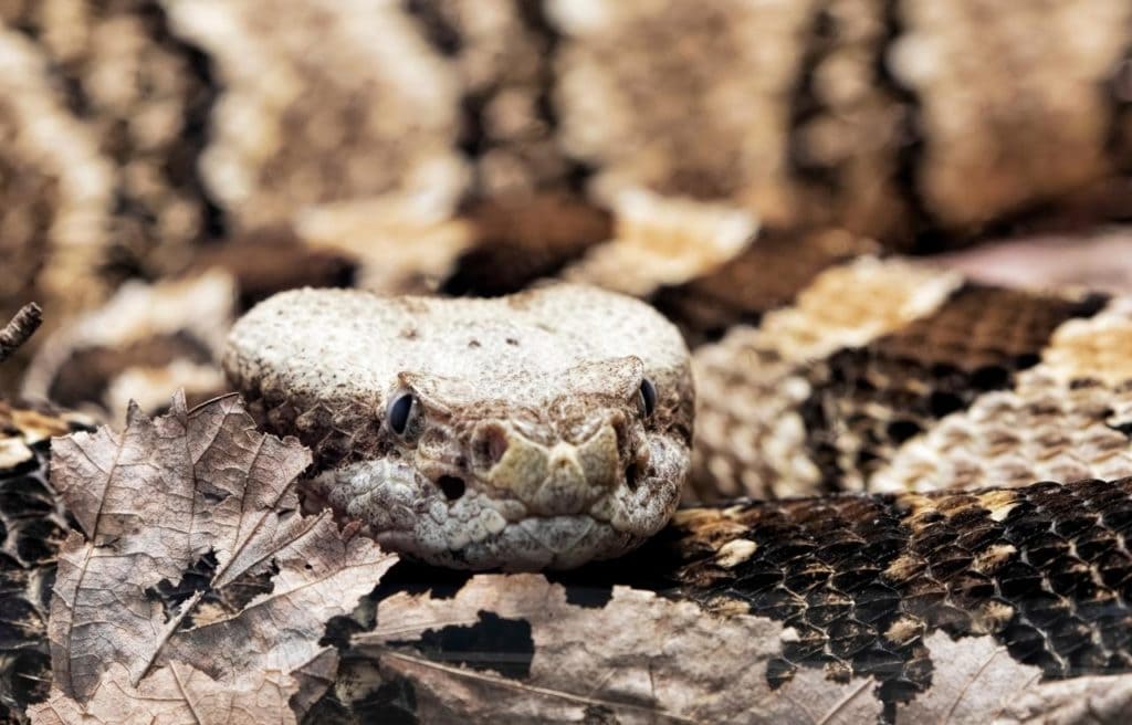 close up shot of a timber rattlesnake