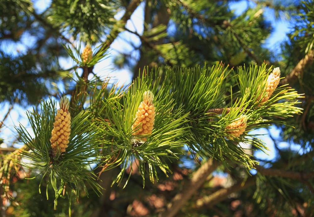 leaves of an eastern white pine showing new cones
