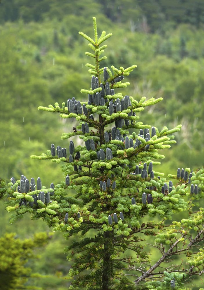 Black cones of balsam fir tree, Mt. Sunapee, Newbury, New Hampshire.
