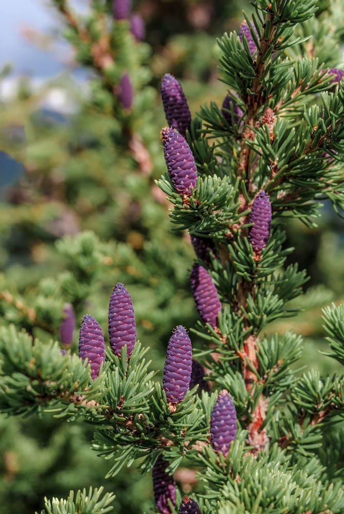 close up of black spruce showing its needles and purple cones