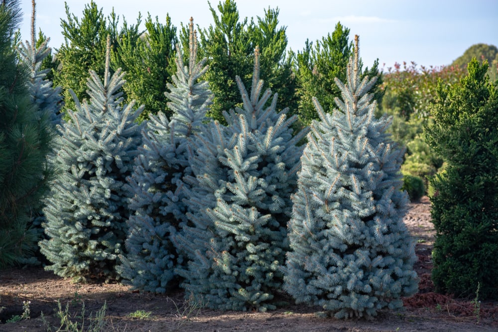 Beautiful young Colorado blue spruce growing on plantation