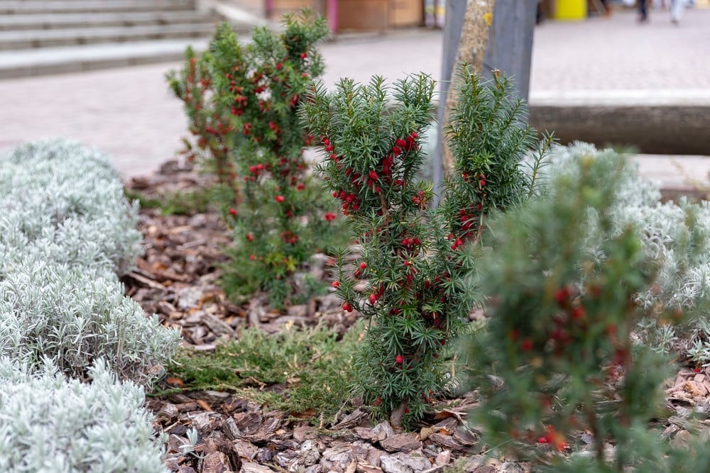 a young common yew or Taxus Baccata in a park showing its red yew fruit