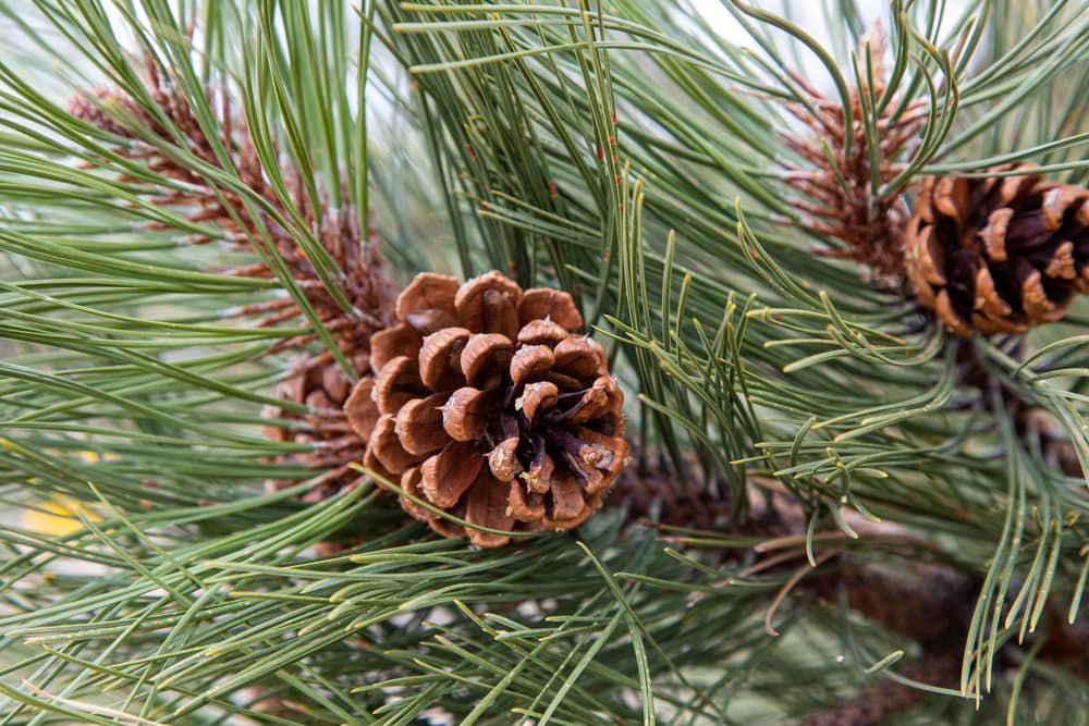 close up of needles and cones on a pine tree branch