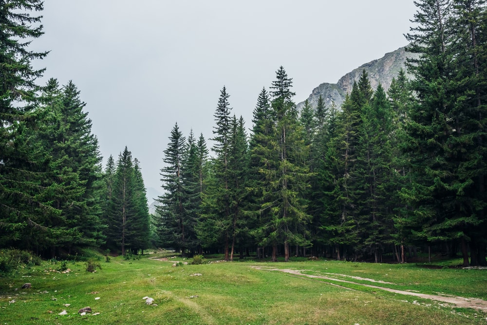 green forest landscape with firs in mountains