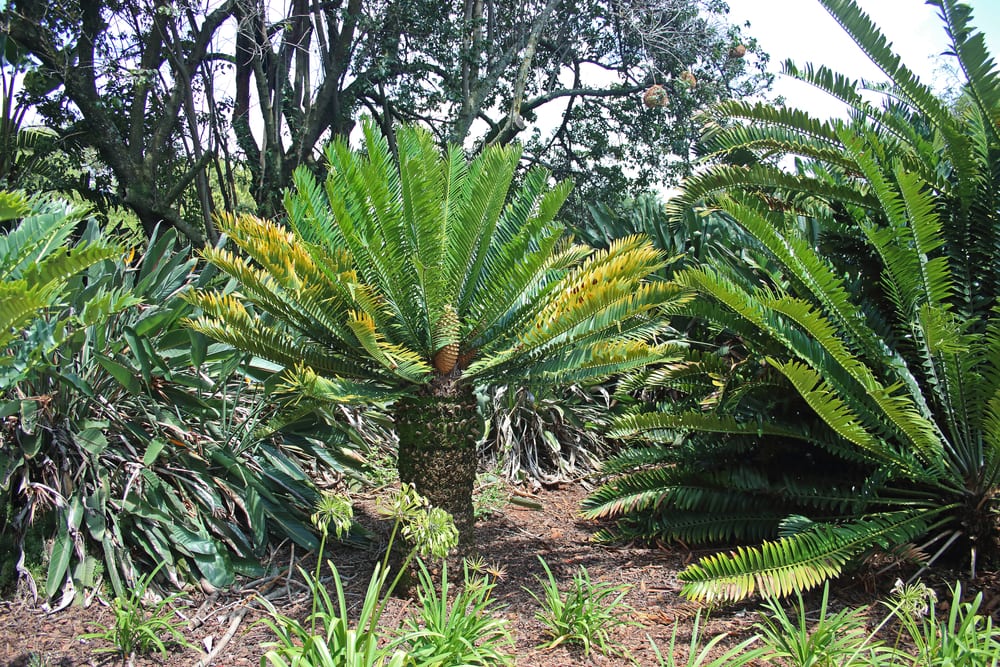 image of a cycad tree growing in a park