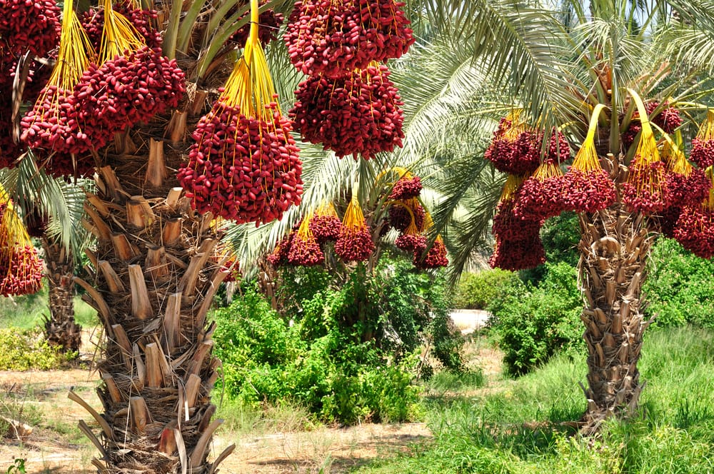 date palm branches with ripe date fruits