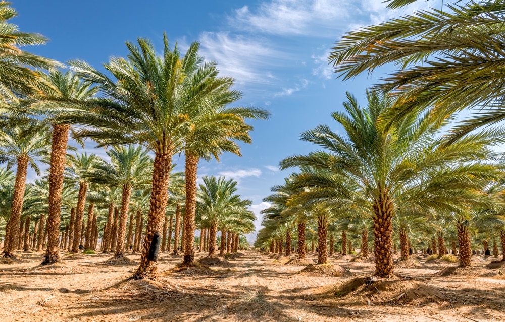 plantation of date palms during summer
