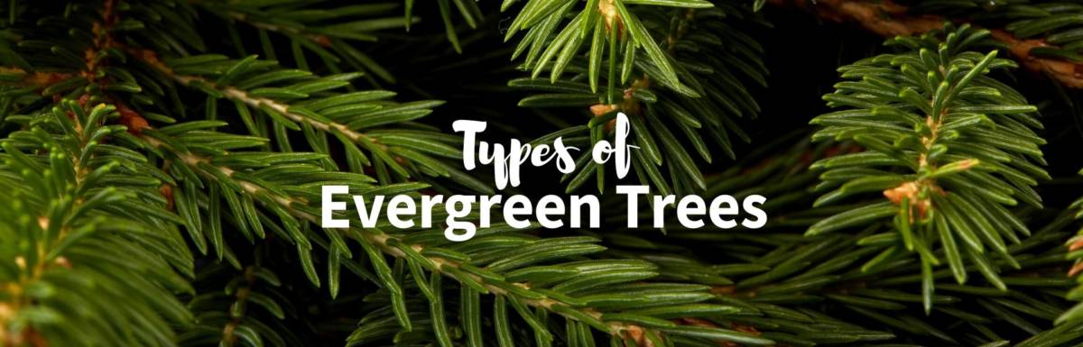 types of evergreen trees featured image