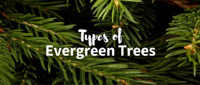 types of evergreen trees featured image