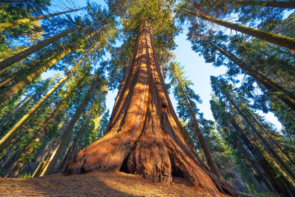 image of giant sequoia during sunset in Sequoia Nationa Park