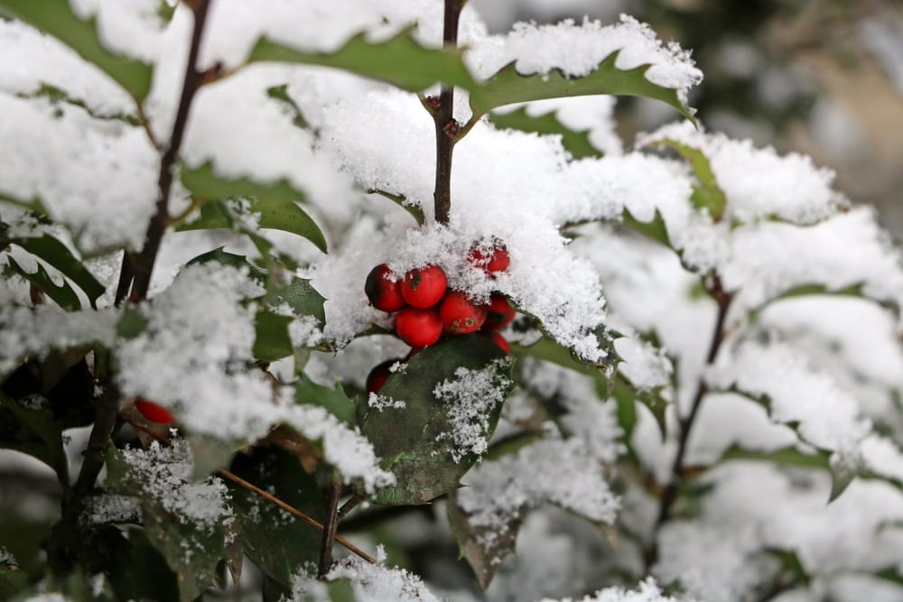 A close up of some bright red holly berries surrounded by snow covered leaves