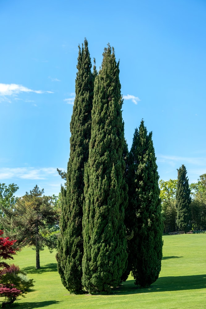 Cluster of tall evergreen Mediterranean cypresses in a lush green park in spring sunshine