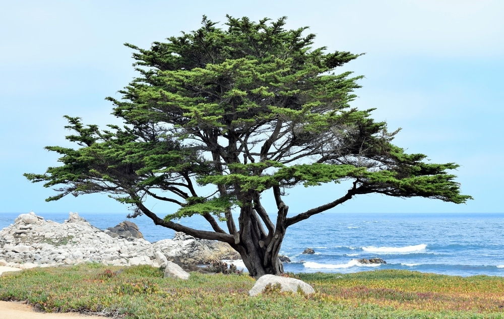 A lone Monterey Cypress tree (Cupressus macrocarpa) stands along the beach of the rocky Pacific Coast in central California
