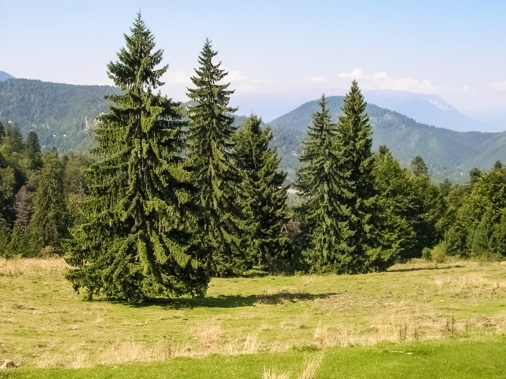 The Norway Spruce (Picea abies)  during summer time