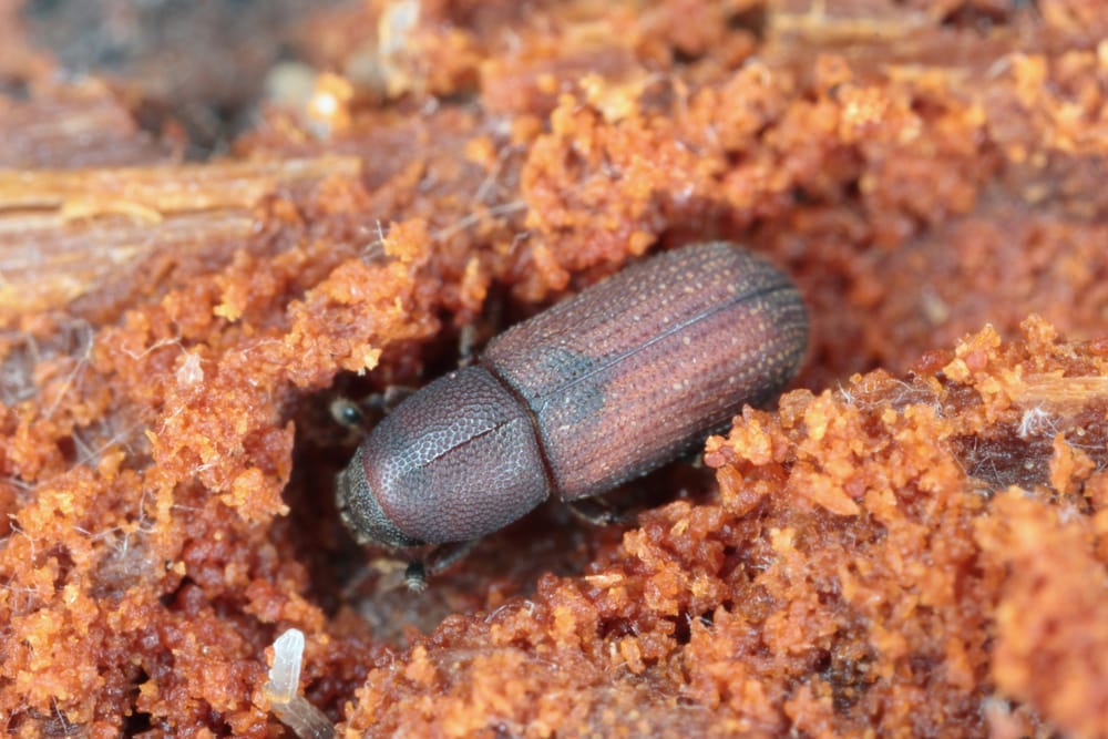 a bark beetle commonly called the pine bark beetle is a highly destructive pest killing hundreds of trees