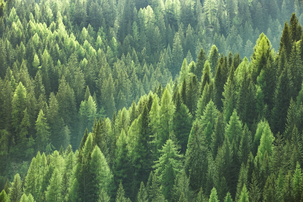 Healthy green trees in a forest of old spruce, fir and pine trees in wilderness of a national park