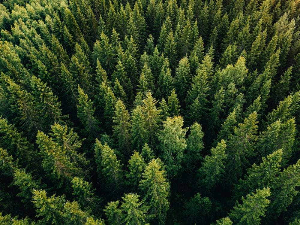 aerial view of pine and fig trees in a forest