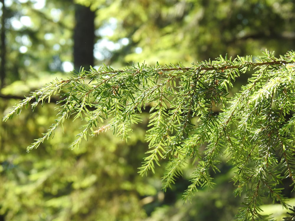 A close up of the small leaves of a Western Hemlock Tsuga heterophylla in Vancouver, Canada