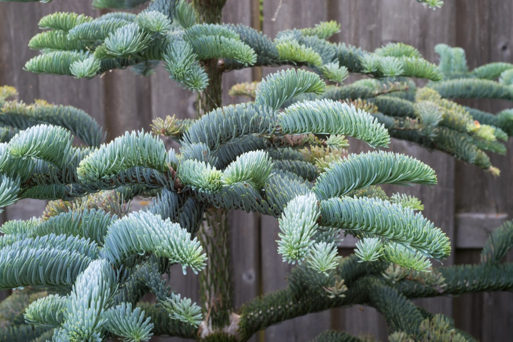 Branches of young Noble fir (Abies procera) in a botanical garden in spring.