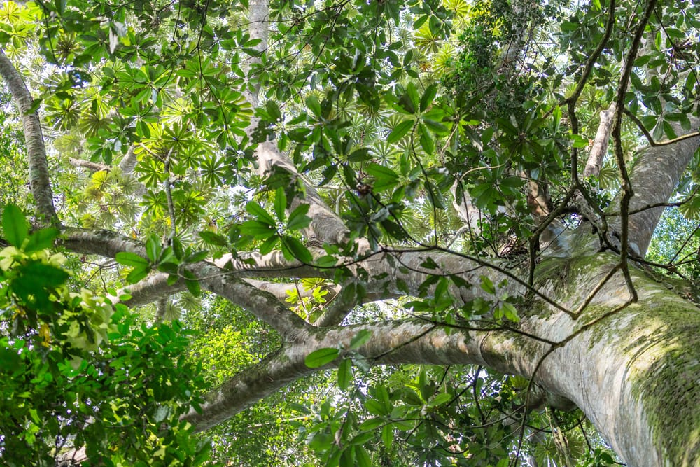 Looking up at Mahogany Tree in Mabira Rain forest Uganda
