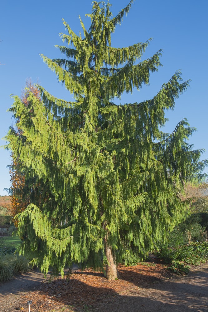 Nootkantensis pendula or Nootka cypress, a weeping evergreen conifer of the cypress family