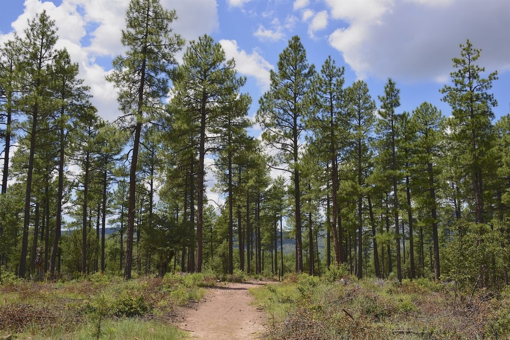 image of Ponderosa Pines of Northern Arizona.