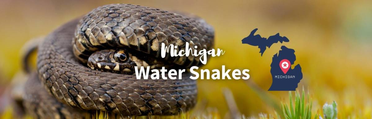 water snakes in Michigan featured photo