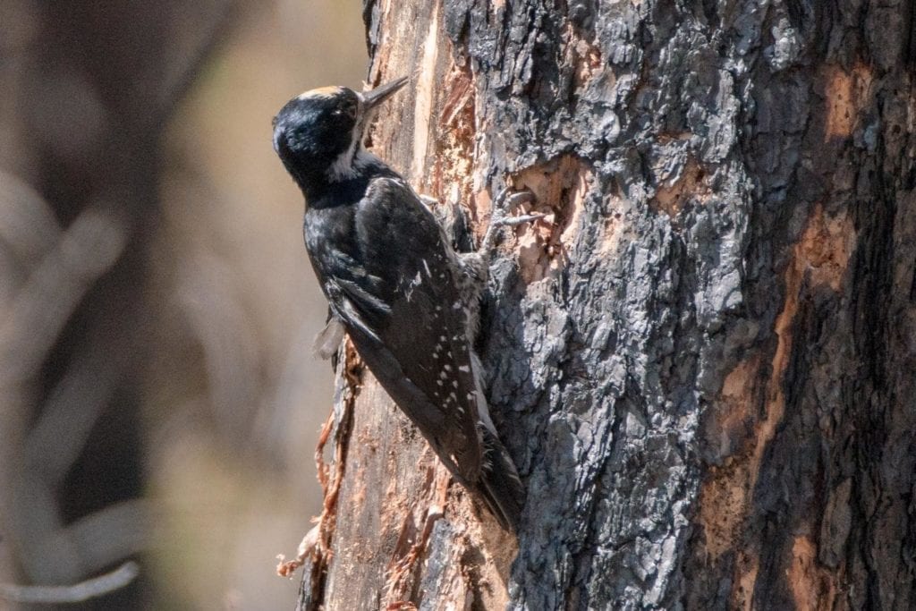 a male black-backed woodpecker pecking a tree bark