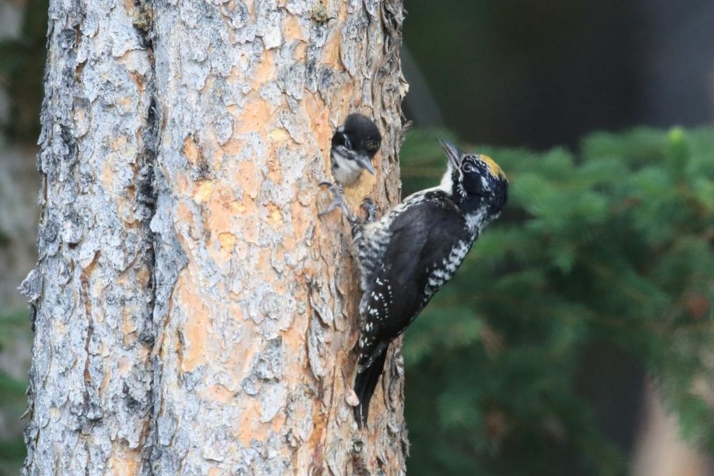 a black-backed woodpecker feeding his young chick