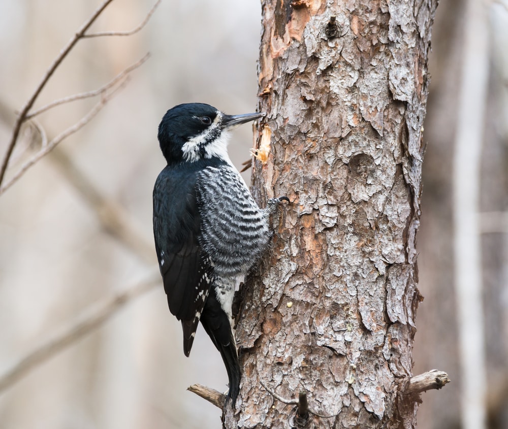 a female black-backed woodpecker pecking the tree bark