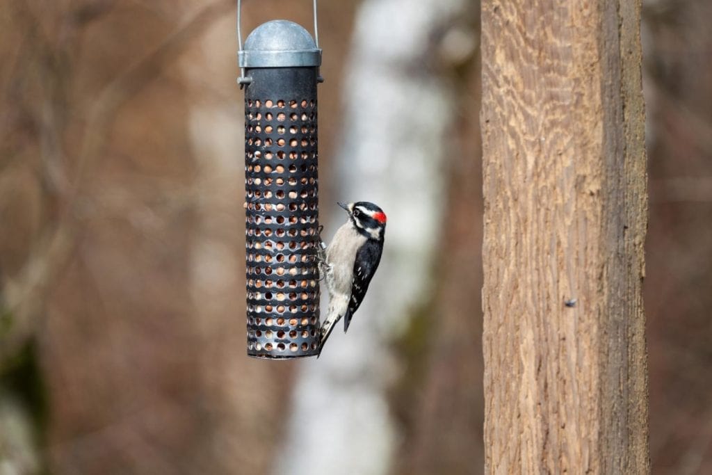 full shot of a downy pecker on a backyard feeder, the size of a downy woodpecker compared to a backyard bird feeder