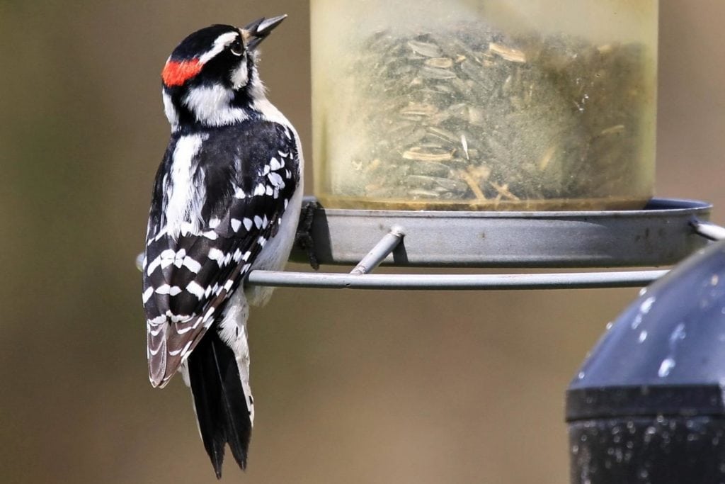 close up shot of a downy woodpecker in a feeder box