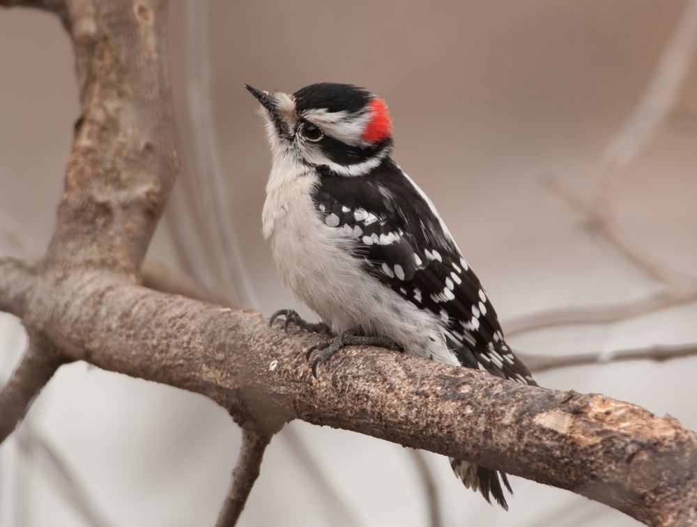 A beautiful male Downy Woodpecker, sporting the red spot on back of his head, perches on a winter branch 