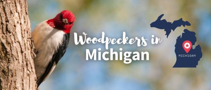 woodpeckers in Michigan featured image
