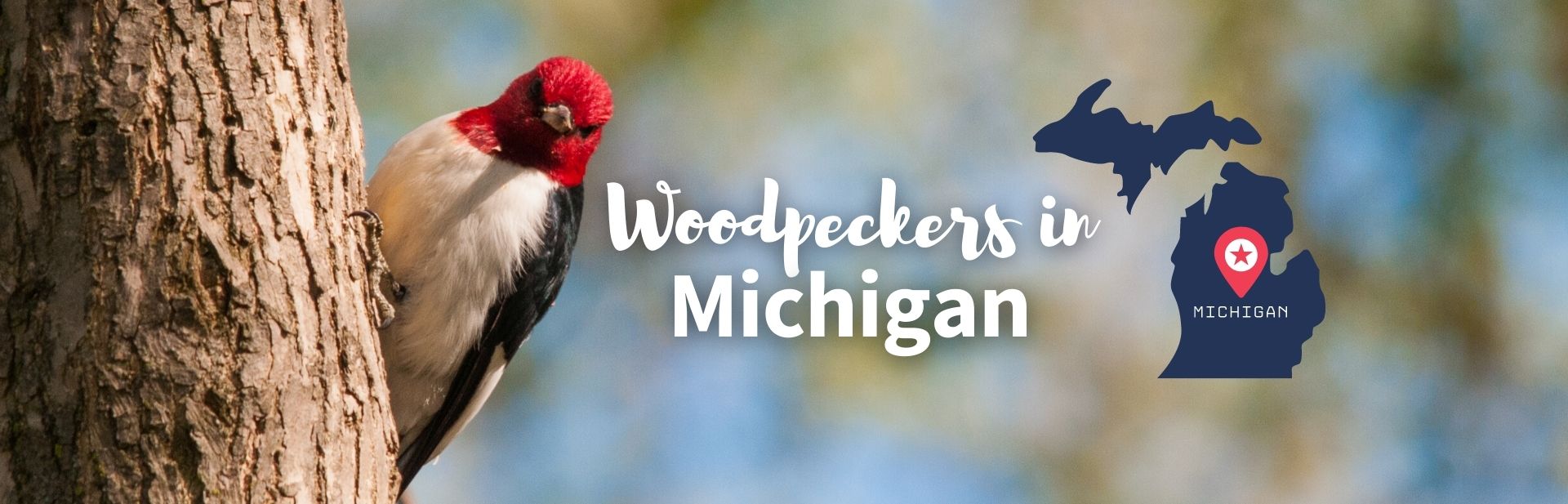 All About The 8 Types of Woodpeckers in Michigan! (ID Guide and Pictures)