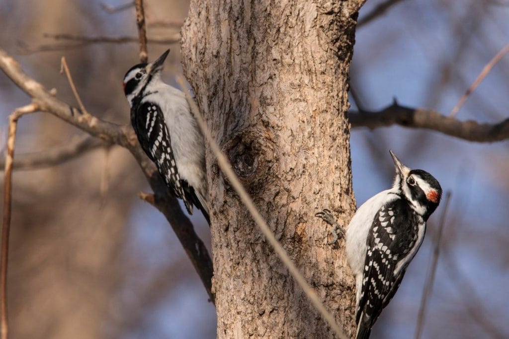 two hairy woodpeckers perched on a tree trunk