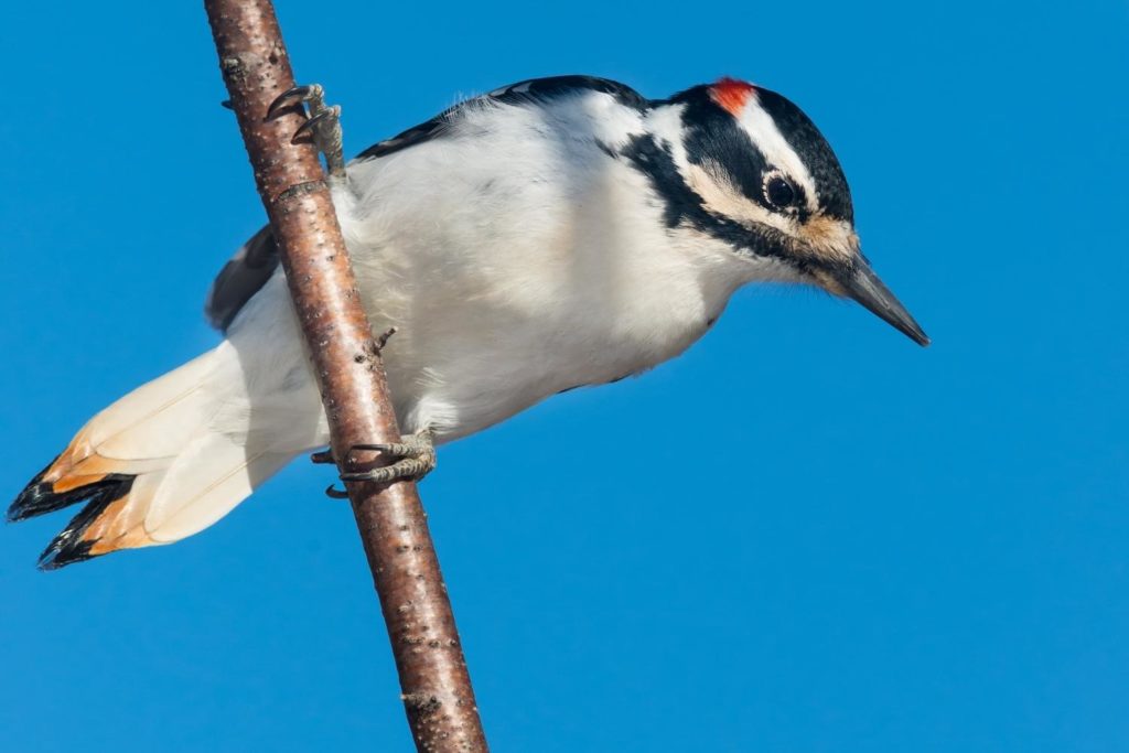 close up of a hairy woodpecker peched on a metal pole