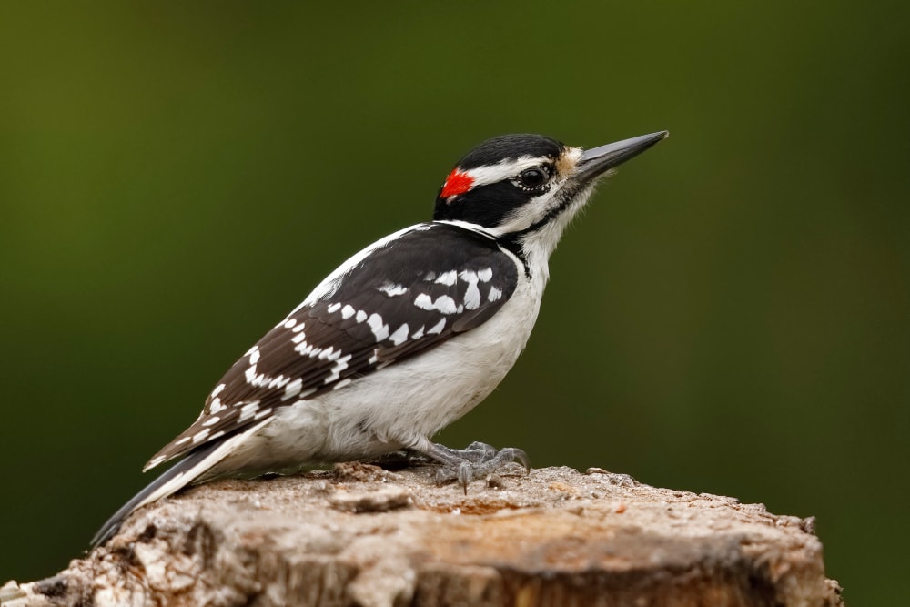 close-up and detailed shot of a hairy woodpecker perched on a tree stump in a nature setting
