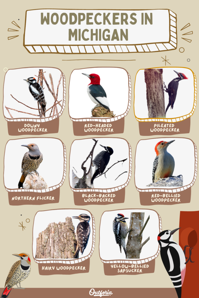 chart of images and names of woodpeckers in Michigan