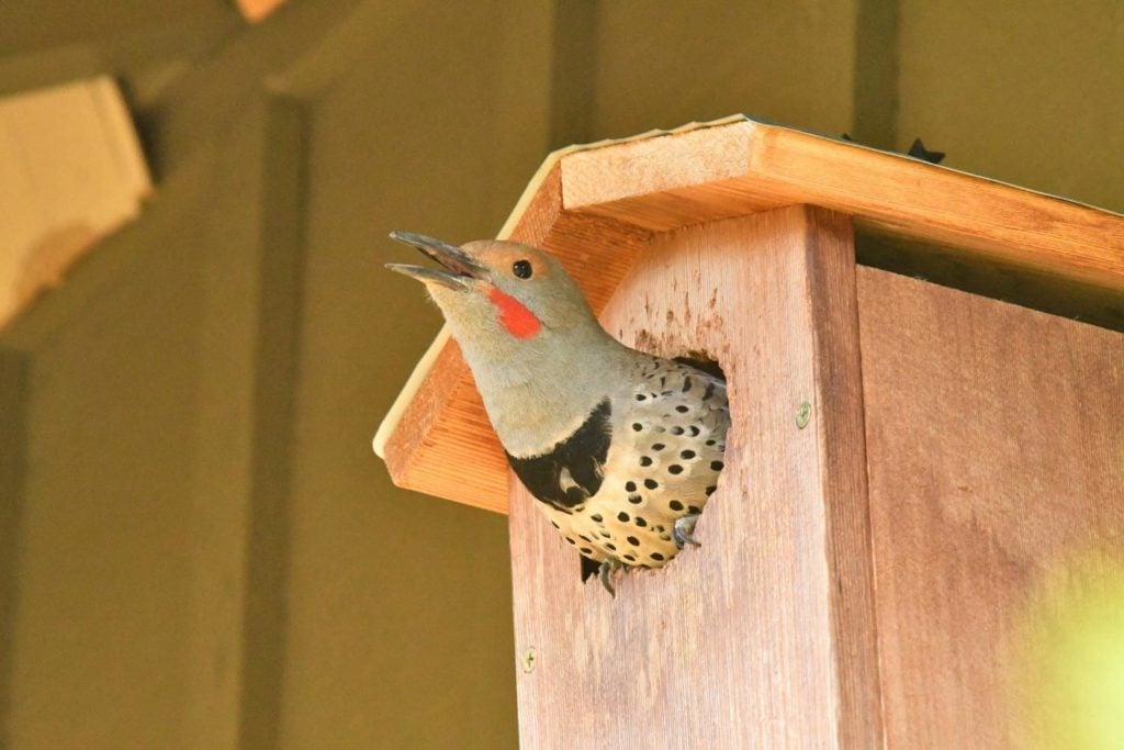 a northern flicker peeping from bird house