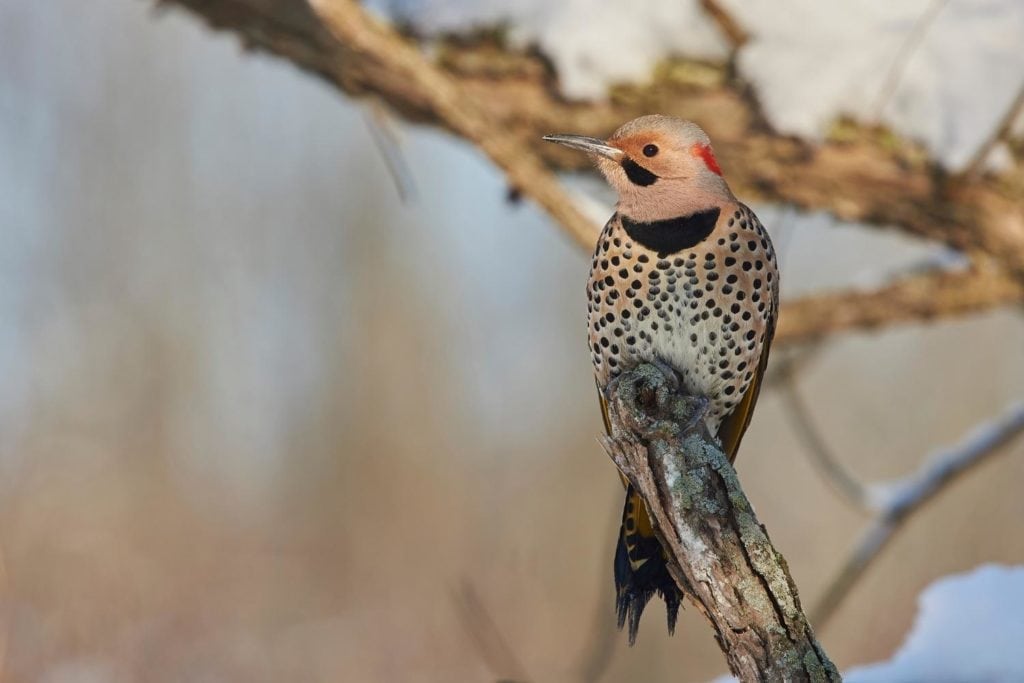 image of a northern flicker perched on a branch tip during winter