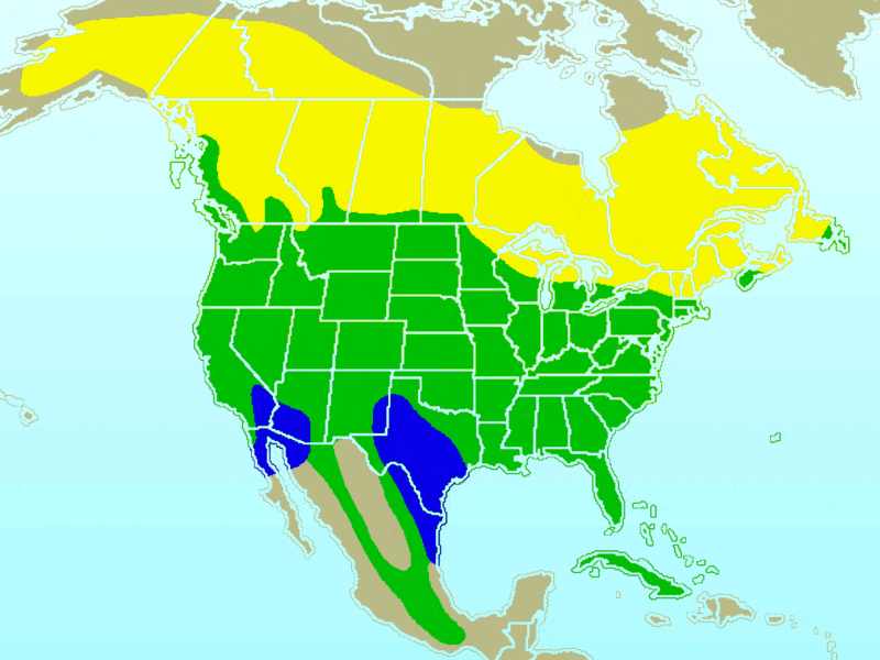 range map of a northern flicker