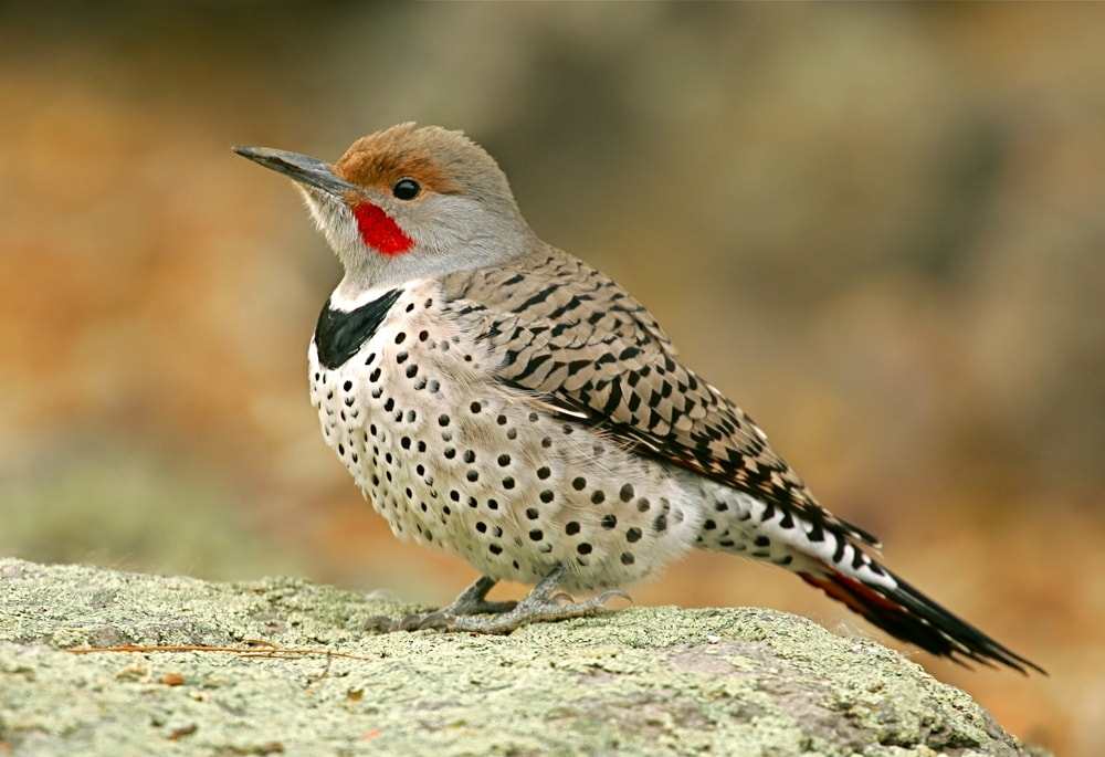 detailed close-up shot of a northern flicker standing on a astone