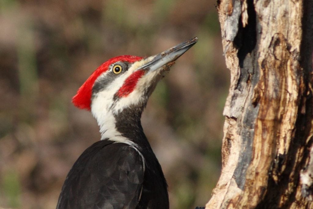 close up headshot of a pileated woodpecker