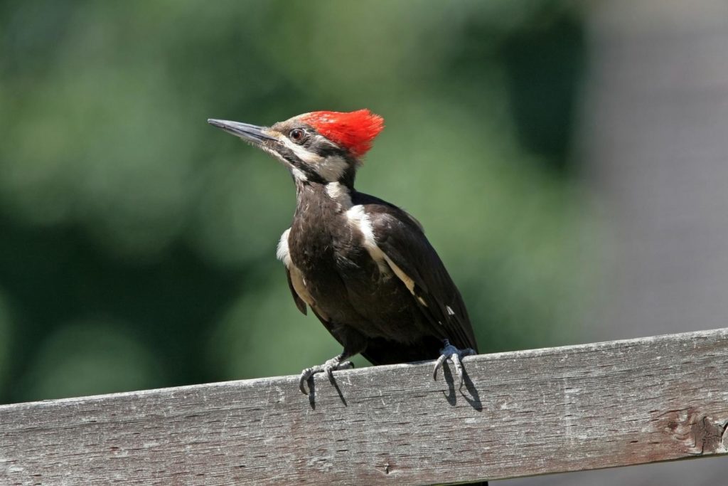 a pileated woodpecker perched on a tree fence