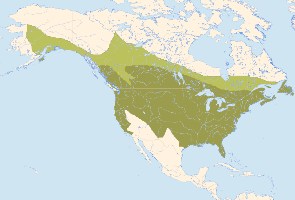 range map of a downy woodpecker