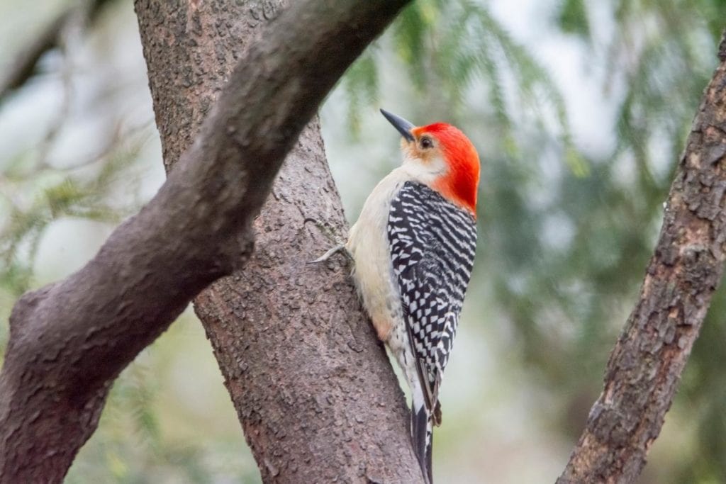 a red-bellied woodpecker perched on a tree trunk
