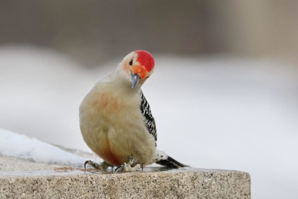 a red-bellied woodpecker stading on a snow-covered pavement looking for food