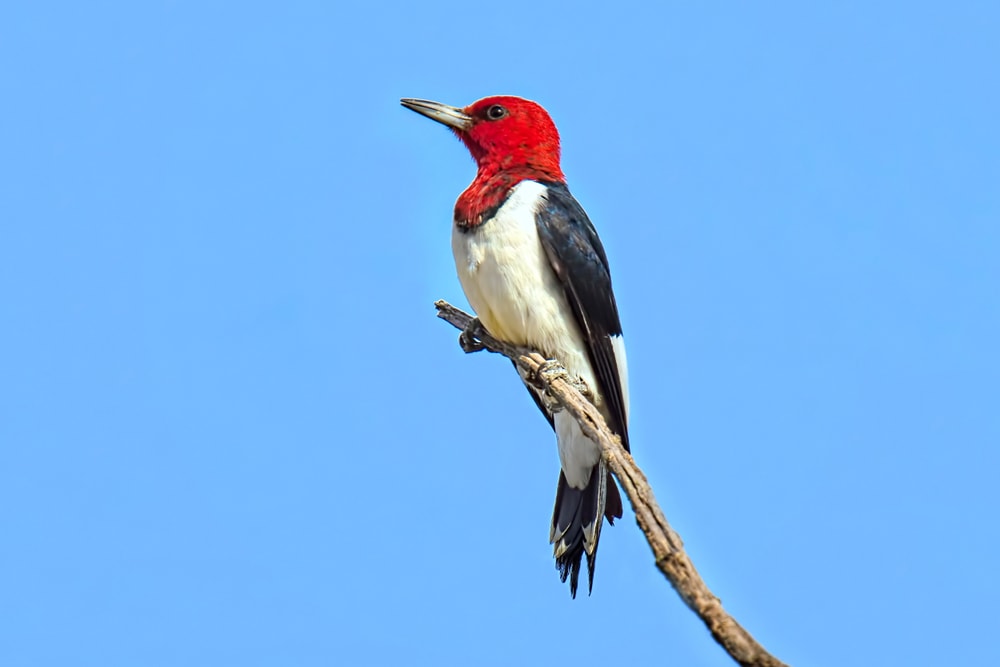 a red-headed woodpecker perched on the tip of a branch